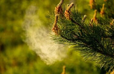 【カズレーザーと学ぶ。】花粉症の最新対策SP：今年の花粉はマジでヤバい！？東京は花粉の地獄のエリア ！？